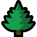 evergreen tree