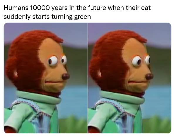 cat meme