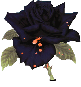 Dark Rose