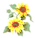 /user/sunflower.gif