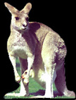 kanga