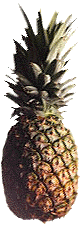 Pineapple.jpg (11510 bytes)