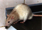 rat3.jpg (8011 bytes)