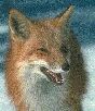 Photo of a fox