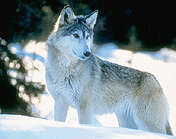 right wolf image