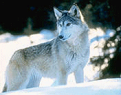 left wolf image