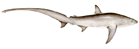 Thresher Shark