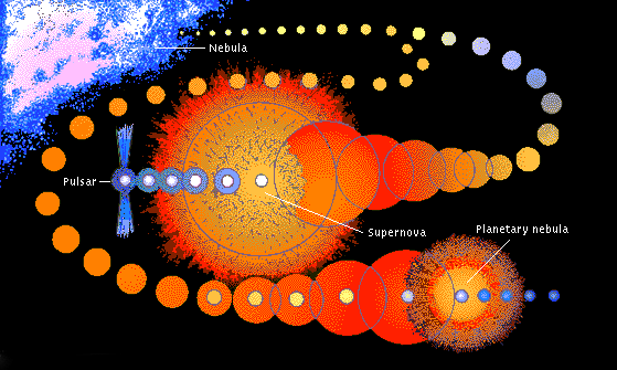 Evolution of Stars
This illustration depicts the stages in the lives of two stars. Stars form from a nebula (upper left), which consists of dust particles and hydrogen gas. Gravity pulls this material together into globules, which gradually expand as they convert their constituent hydrogen into helium during nuclear reactions. At its time of death, the center star explodes in a supernova, leaving behind a pulsar (blue object to the left of the supernova), while the core of the other star collapses, forming a planetary nebula (lower right). 
 