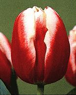 tulip 01