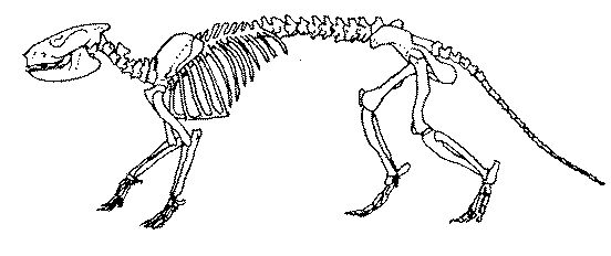 Condylarths skeleton