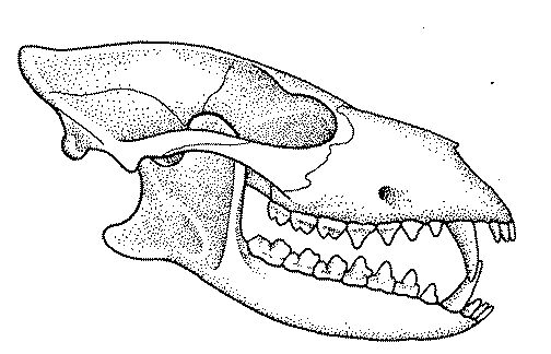 A Condylarth skull