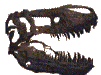 A Carnosaur skull