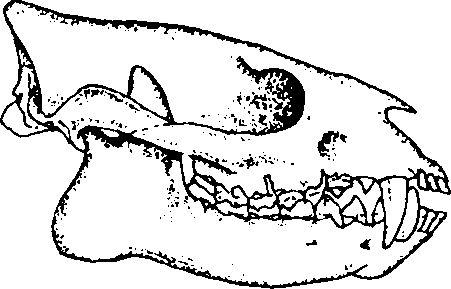 A Hyopsodus Skull