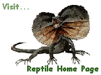 Reptile, Bolso, Bolso Reptile !