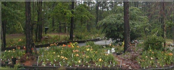 Our Front Garden Beginning To Bloom