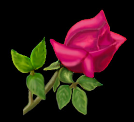 A rose