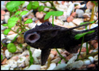 A Pleco