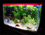 My Aquarium