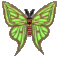 green butterfly