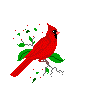 cardinal