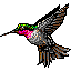 hummingbird