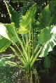 alocasia brisbanensis photograph