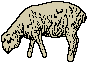 dsheep3.gif (752 bytes)