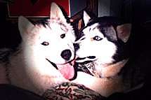 Siberian Husky Love!