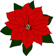 Poinsettia