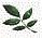 leaf1.gif - 1.4 K