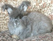 Chinchilla German Angora