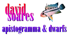 David Soares Apistogramma & Dwarfs