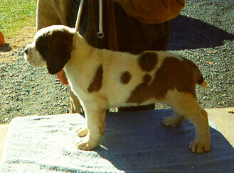 Predix Crystal at 8 weeks