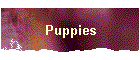 puppies_button_link.gif (3394 bytes)