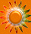 sunfacebutton.gif (1753 bytes)