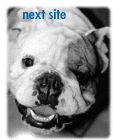 Next Bulldog Lovers
site