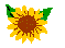 Small Sunflower