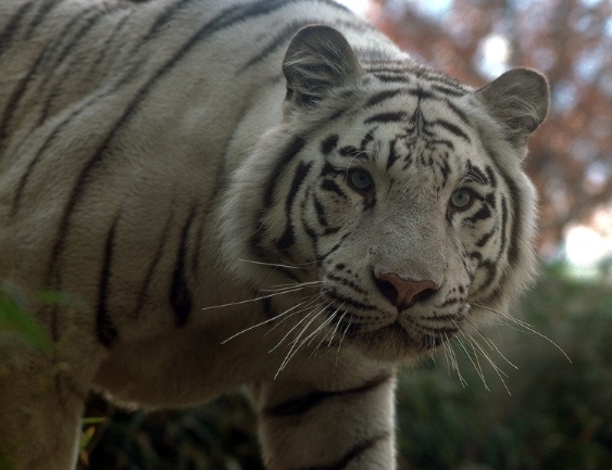 white tiger pic