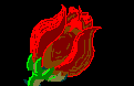 A Rose